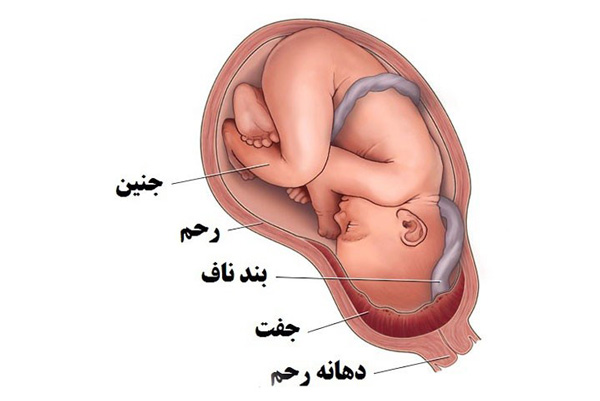 جفت در بارداری